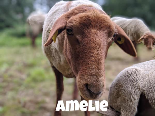 Schaf Amelie