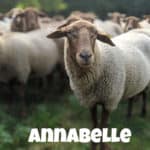Schaf Annabelle