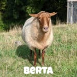 Schaf Berta