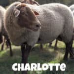 Schaf Charlotte