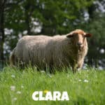 Schaf Clara