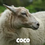 Schaf Coco