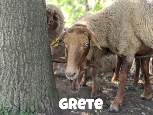 Schaf Grete