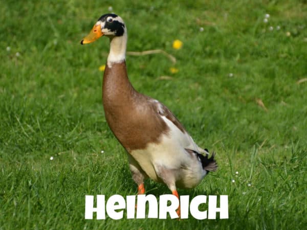 Ente Heinrich