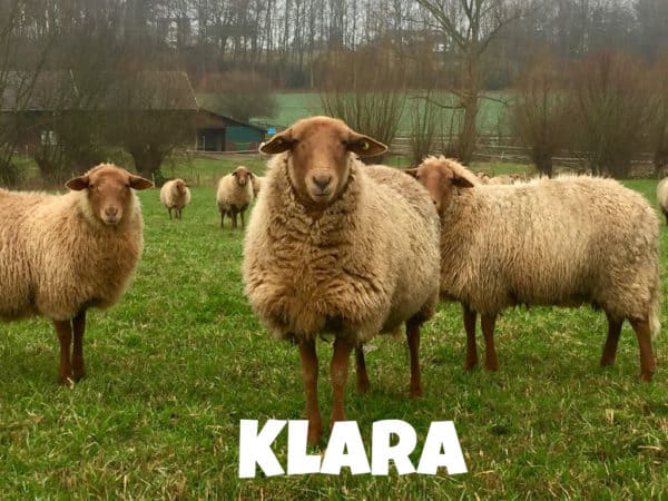 Schaf Klara