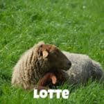 Schaf Lotte