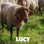 Schaf Lucy