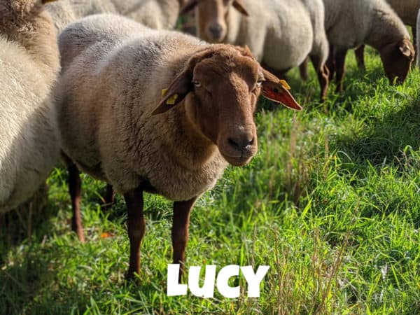 Schaf Lucy