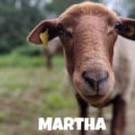Schaf Martha