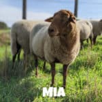 Schaf Mia