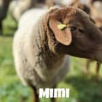 Schaf Mimi