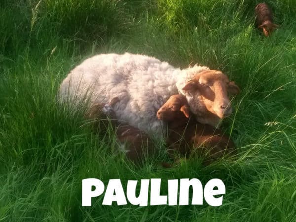 Schaf Pauline