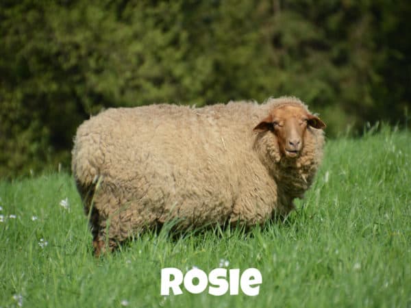 Schaf Rosie