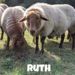 Schaf Ruth