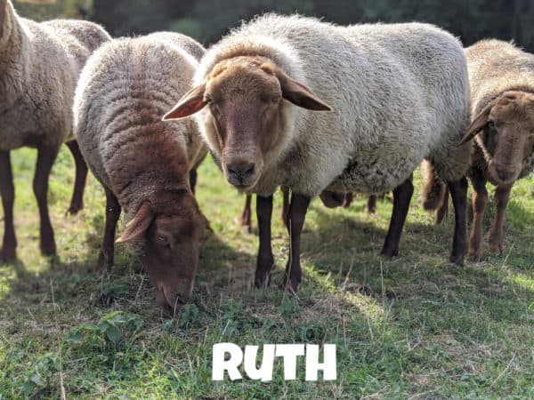 Schaf Ruth