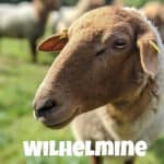 Schaf Wilhelmine