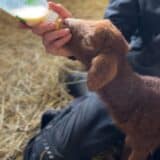 Flaschenlamm Lämmer unterstützen