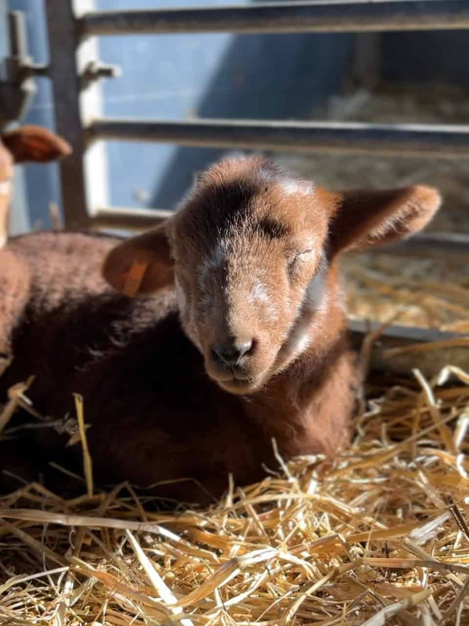 Flaschenlamm Lämmer unterstützen Flaschenlamm Lämmer unterstützen