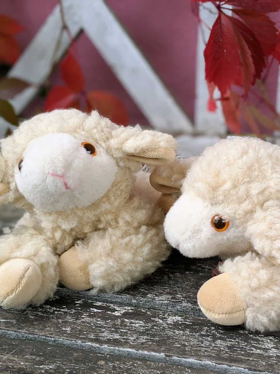 Kirschkernkissen Schaf liegend von vorne Kirschkernkissen Schaf liegend von vorne