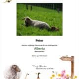 Tierpatenschaft Schaf Alberta