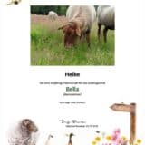 Tierpatenschaft Schaf Bella