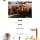 Tierpatenschaft Schaf Edda