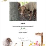 Tierpatenschaft Schaf Grete
