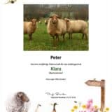 Tierpatenschaft Schaf Klara