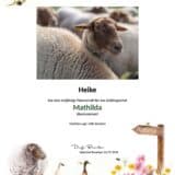 Tierpatenschaft Schaf Mathilda