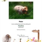Tierpatenschaft Schaf Pauline